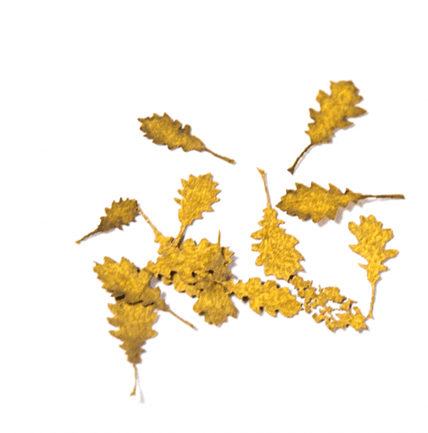 AK8105 oak autumn akinteractive vegetation diorama