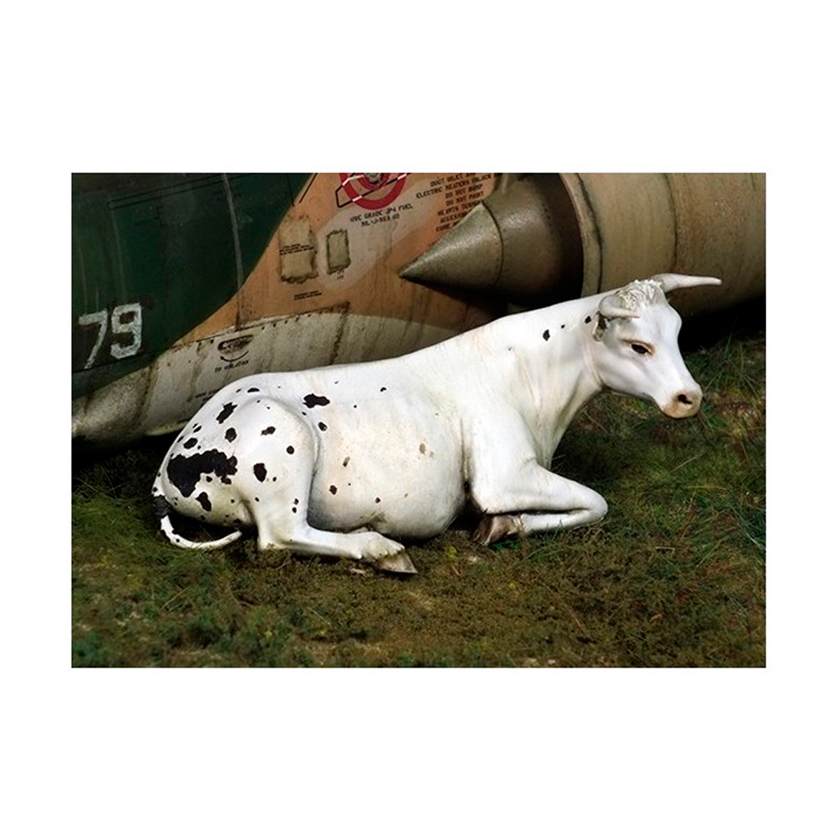 Cow lying down (1/35)