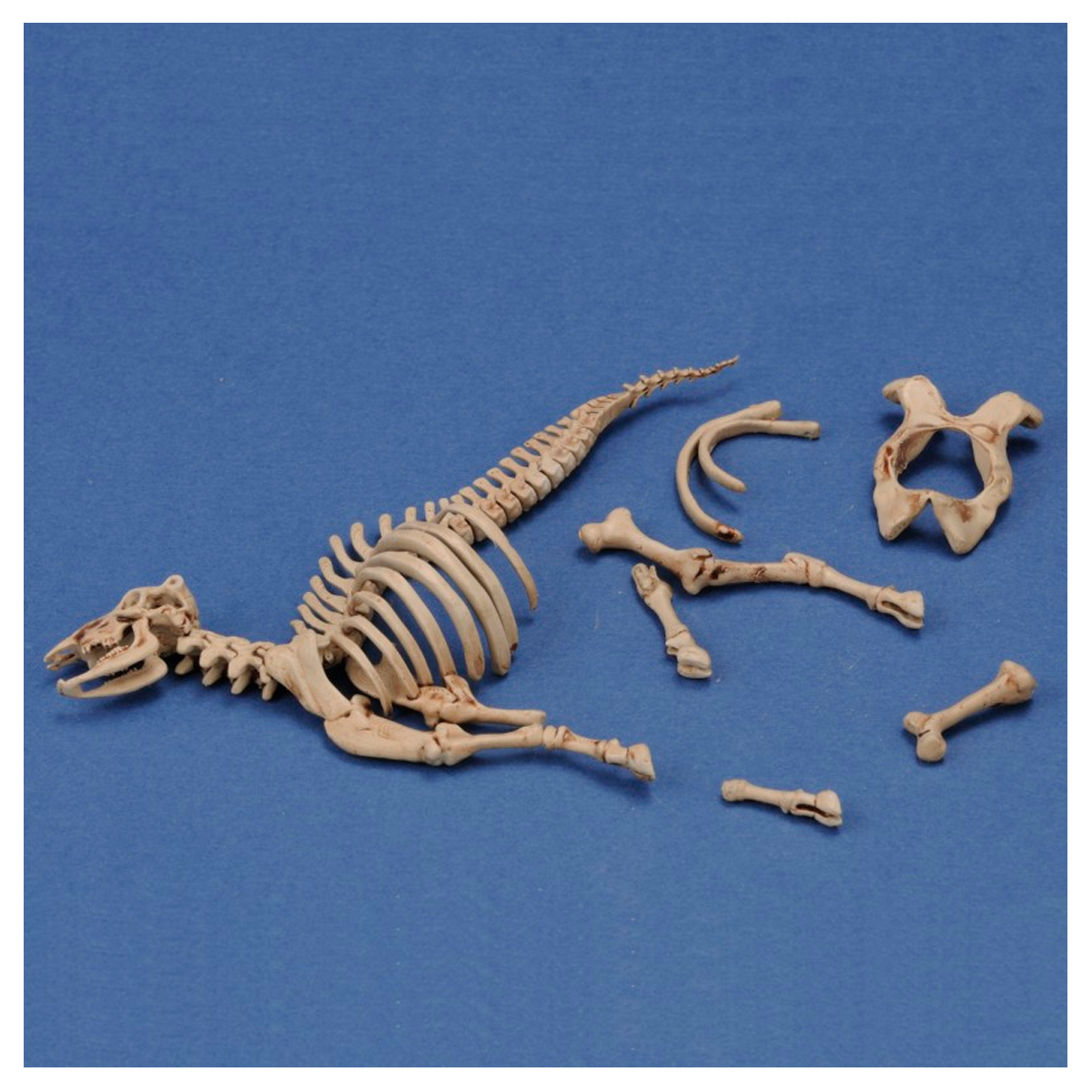 Cow skeleton n.3 (1/35 scale) 3D printed