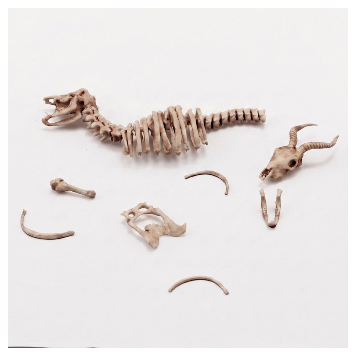 Antelope skeleton (1/35 scale)