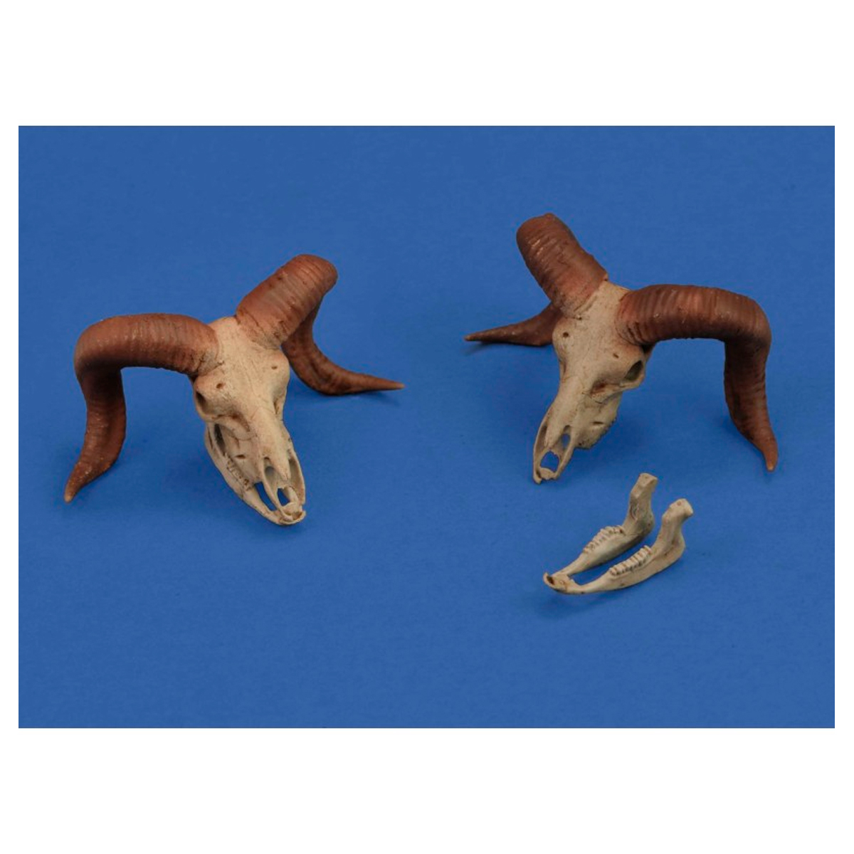 Mufflon skulls (1/35 scale) 3D printed